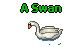 A Swan