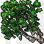 Birch