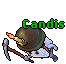 Candis