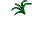 Carrot (Greens)