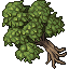 Cormayan Beech