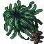 Dragonfruit Tree