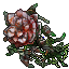 Festered Rose