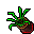 Flower Pot (Lizard Tongue, Growing)