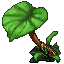 Jungle Umbrella Plant (Large)