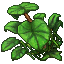 Jungle Umbrella Plant (Small)