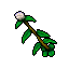 Lady in the Fog Plant