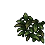 Leaves (Lanceolate)