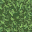 Lush Grass