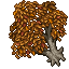 Orange Maple