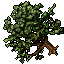 Pear Tree