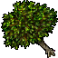 Plum Tree
