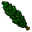 Poplar