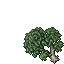 Small Birch