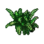 Small Fern