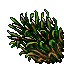 Sugar Cane