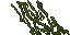 Swamp Lichen