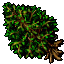 Sycamore