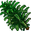 Tower Fern